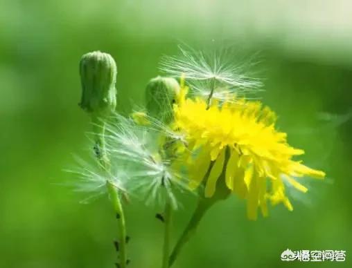 斯芬克斯猫价格:猫总掉毛，吃点什么比较好？
