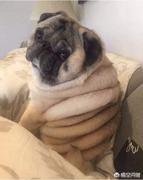 新都巴哥犬吧:饲养巴哥犬有什么禁忌吗？