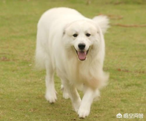大白熊幼犬喂什么食物:大白熊犬便秘是环境原因吗？