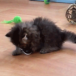 键盘猫:有的猫咪为什么喜欢趴键盘？