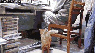 键盘猫:有的猫咪为什么喜欢趴键盘？