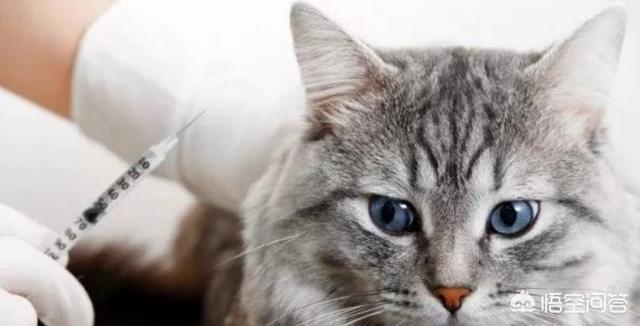 猫白血病传染婴儿:猫咪得了白血病怎么办？能治好吗？