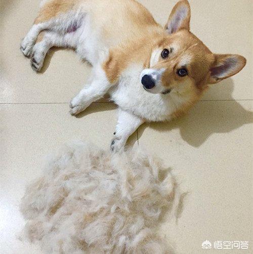 四个月柯基犬图片:泰迪和柯基犬杂交图片 关于柯基犬的一些小秘密，你知道几个？