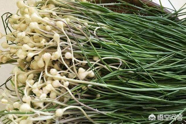 春天农村人都爱吃野菜,和大家分享一下你们农村老家都有哪些野菜,怎么吃？