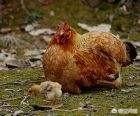 在农村你有哪些方法使母鸡不抱窝，让抱窝母鸡及时醒抱？