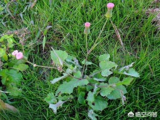 救心菜有什么作用，有哪些野菜经济效益好，值得种植