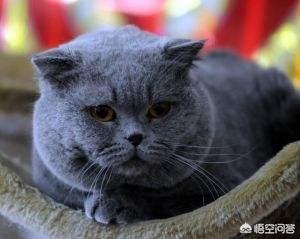 卡尔特猫的猫窝里面很臭:为什么猫窝总是有一股异味，猫窝的异味很重怎么办呢？ 卡尔特猫光吃猫粮