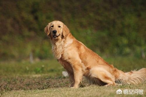 金毛犬图片:金毛不吃东西的情况下，能活多久？金毛不吃东西该怎么办？ 金毛犬图片 漂亮