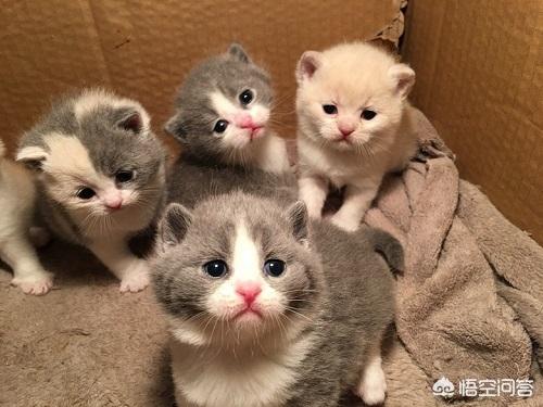猫咪绝育表情亮了:猫咪已绝育但还是叫个不停，而且经常在地上打滚？ 猫咪做绝育的表情亮了