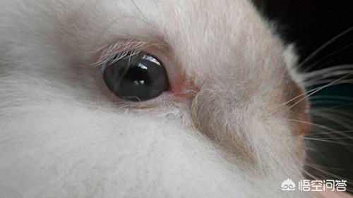 头条问答 - 兔子结膜炎怎么引起的?(1个回答)