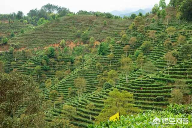 国内有哪些比较有名的茶叶？