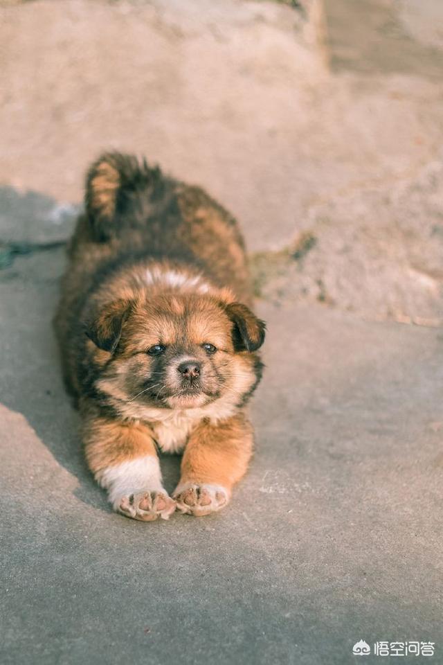 中华田园犬吧:距离中华田园犬消失还有多久？