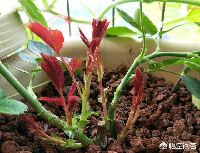 月季花栽培:牡丹、月季花的种植方法是什么？
