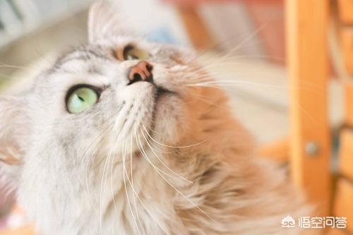 好看的金吉拉猫图片:金吉拉猫和蓝猫哪个好养？
