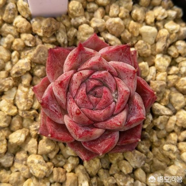 花卉隔着玻璃晒太阳:花卉隔着玻璃晒太阳有用吗? 隔着玻璃晒太阳，照样养出比肩开挂的多肉状态，如何做到的呢？