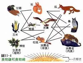 肉食动物的隐含意思:为什么要保护肉食动物呢？