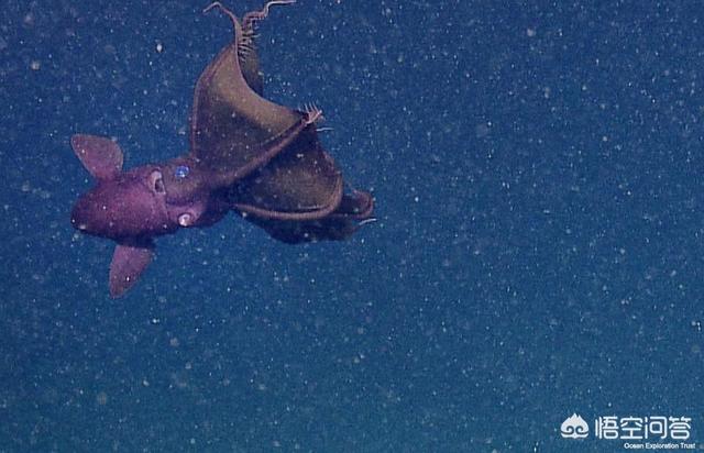 深海里面基本看不见,为何很多生物却长的狰狞可怕？