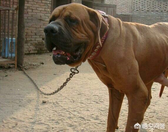 马士提夫獒犬比特犬:世界上的四大金刚猛犬是哪四种狗？为什么？
