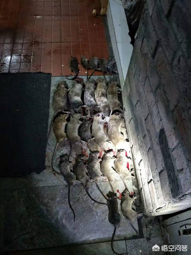 家里进老鼠了,老鼠药,粘鼠板都试过了,全然没有效果.