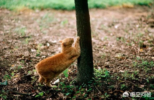 让猫踩奶是什么意思:猫为什么喜欢在我身上磨爪子？是所有猫都有这个爱好么？