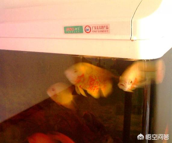生态水族箱 品牌:大家喜欢什么品牌的鱼缸？