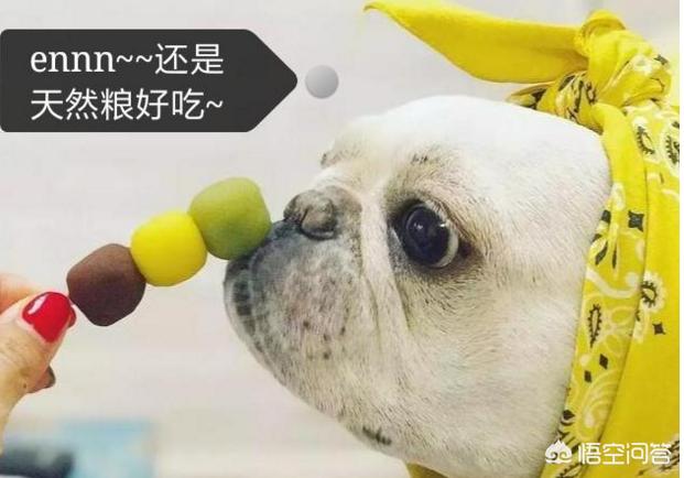 法国斗牛犬母很难养吗:饲养法牛需要避开哪些误区？