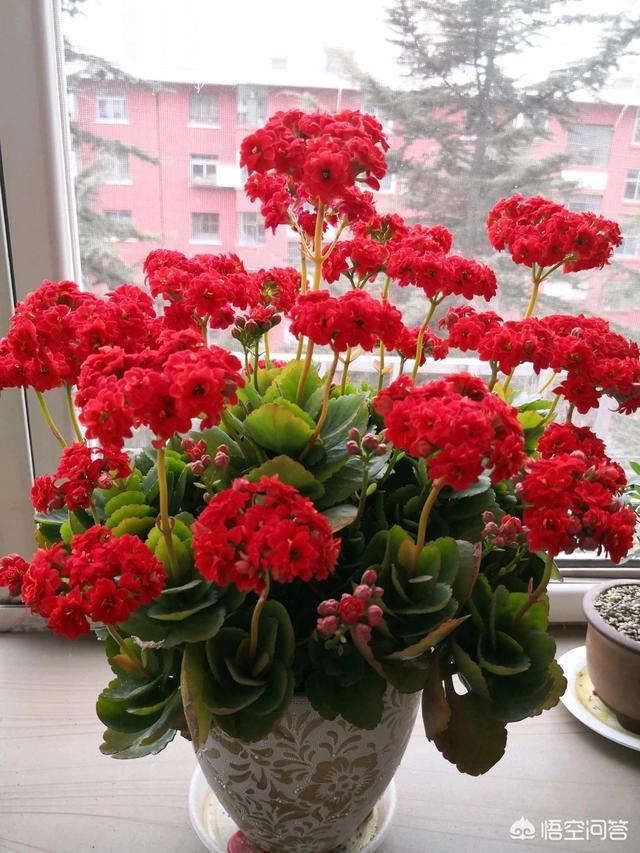 长寿花的繁殖方法图解:长寿花的繁殖方法图 长寿花的叶子，能培养出幼苗长寿花吗？