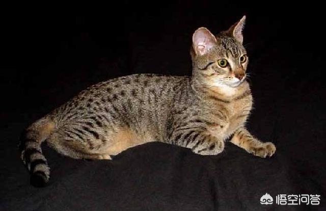 埃及猫:埃及猫尿不出来正常吗？埃及猫尿不出来有解决办法吗？
