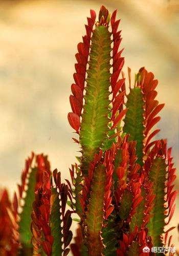 巴西龙骨怎么修剪:龙骨什么季节修剪打顶比较合适？