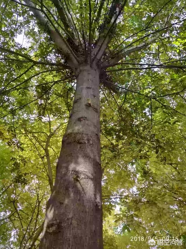 杜仲、皂角树可以种植吗？经济效益,销路好不好？