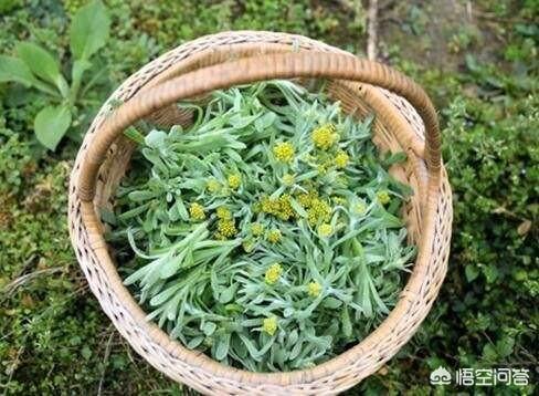 现在为什么很多人种野菜？比如婆婆丁之类的,能挣钱吗？
