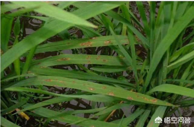 秋田蕗种植技术:今年雨水这么多，对庄稼人来说到底是好事还是坏事？