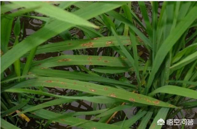 秋田蕗种植技术:今年雨水这么多，对庄稼人来说到底是好事还是坏事？