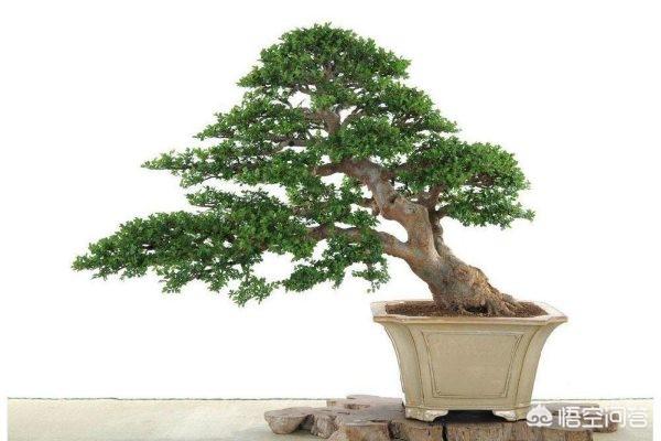 盆栽榆树死枝干是什么原因？
