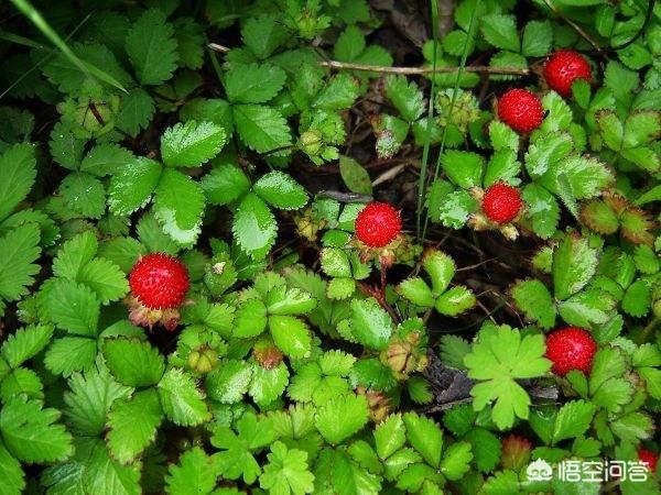 双色草莓和紫草莓混养:双色草莓可以和什么鱼混养 野草莓能吃吗？种类有哪些？