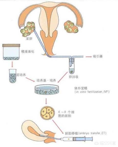 自然受孕星际图片