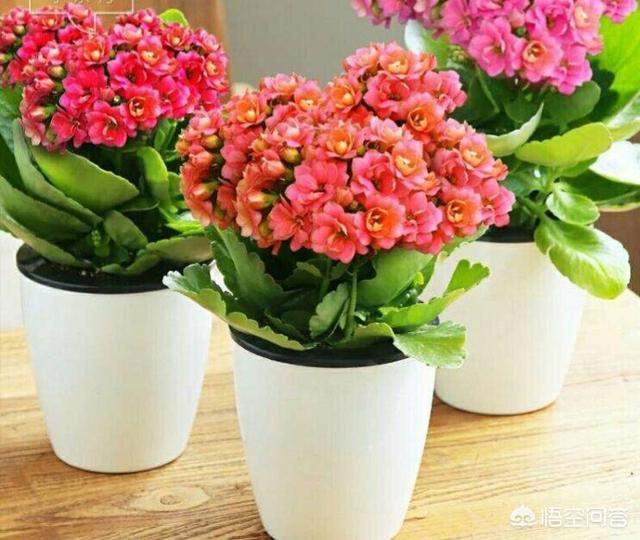 姚凤凤:快两个月了，长寿花的花苞还是打不开到底是怎么回事儿？