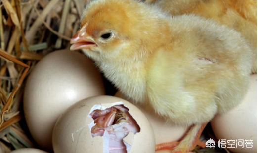 农民用母鸡孵小鸡时,用什么方法来选出寡鸡蛋？