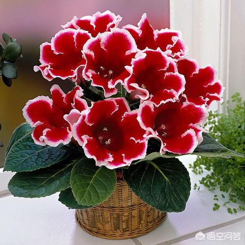 茜之塔开花后怎么办:大岩桐开花后该如何护理？