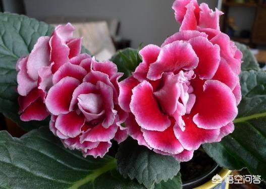 茜之塔开花后怎么办:大岩桐开花后该如何护理？
