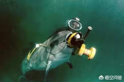 1400只海豚遭捕杀血染浅水湾，美军曾经驯养了一些海豚士兵，它们有什么战绩如今怎么样了