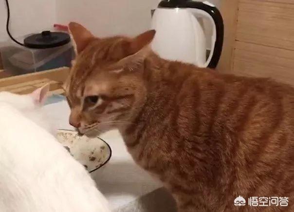 喂狗吃辣子鸡博主回应争议:喂猫是一天喂几顿好，还是24小时放着猫粮在碗里好？