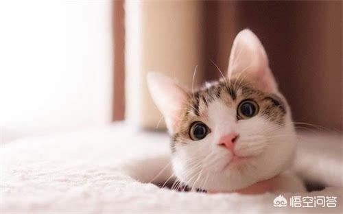 猫咪摇头:猫咪达拉耳朵甩头，猫咪耳朵干净却爱甩头怎么回事？