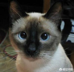 猫咪摇头:猫咪达拉耳朵甩头，猫咪耳朵干净却爱甩头怎么回事？