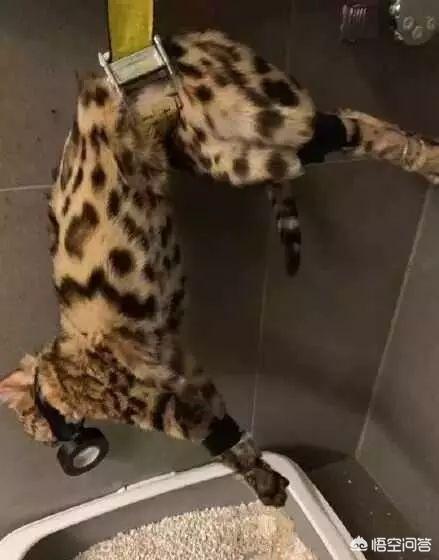 何兴丽摔狗案件:中国留学生虐猫被控告，你怎么看？