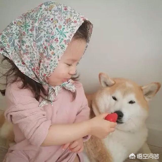 贝灵顿梗:90后成养宠主力军，弃养现象增多，怀孕还能养宠物吗