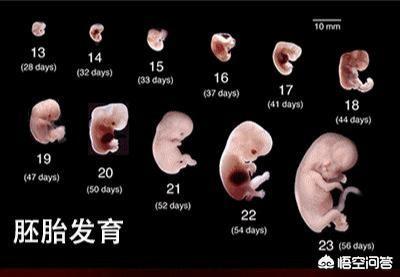 头条问答 怀孕11周肚子大体重轻了几斤正常吗 10个回答