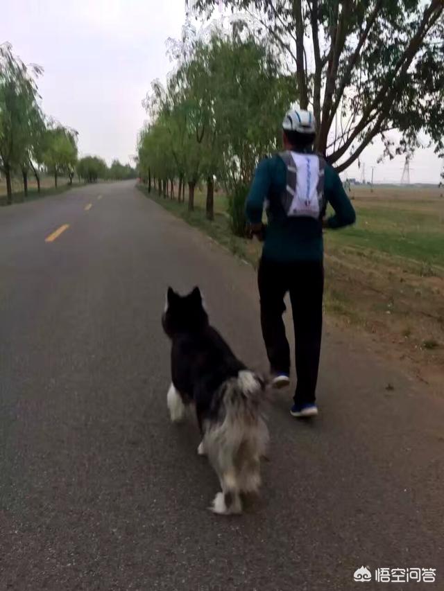 灵蹄犬视频图片:狗全力奔跑时究竟能跑多快？