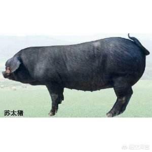 猪獒是和什么杂交的:野猪可以和家养的猪交配吗？肉质怎么样？