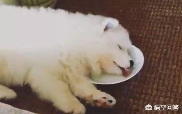 狗耳朵:狗为什么在晚上耳朵会那么灵敏，难道狗不睡觉吗？